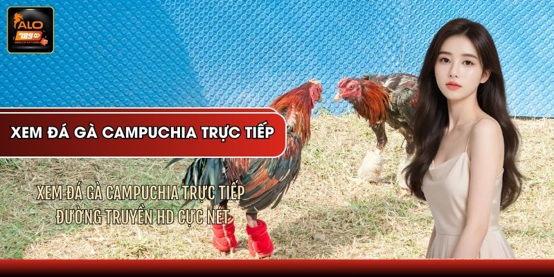 Xem Đá Gà Campuchia Trực Tiếp - Đường Truyền HD Cực Nét